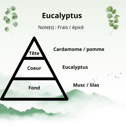 Bougie - Eucalyptus