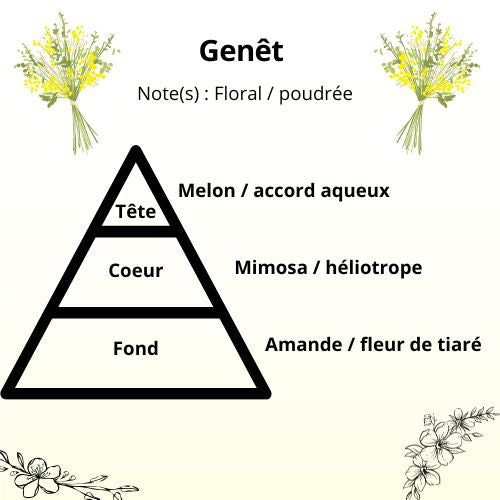 Bougie - Genêt